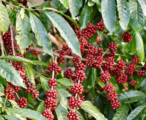 vagreen coffee